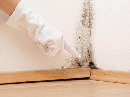 Best Basement Mold Removal in USA